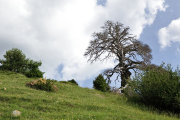 Obraz premium An old dead tree along the green path to the Piedrafita de Jaca lake in the aragonese Pyrenees mountains