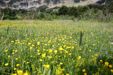 A meadow with yellow flowers along the green path to the Piedrafita de Jaca lake in the aragonese Pyrenees mountains