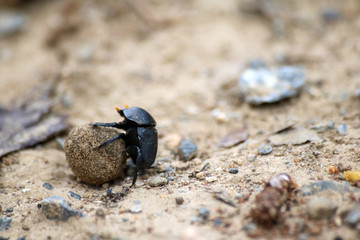 Black beetles rolling a ball of soil in the garden
