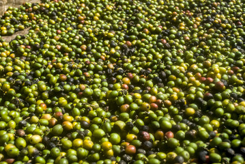 Freshly collected coffee beans. Colorful fresh fruit of a coffee tree. Harvesting and drying of coffee.
