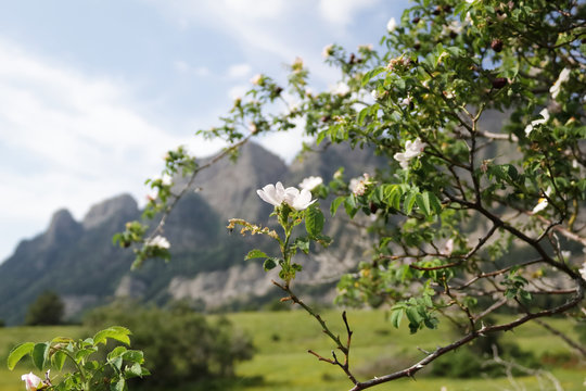 Close photo of cherry flowers and branchesm, with Pyrenees mountains on the background, in Piedrafita de Jaca