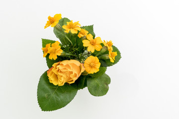 Fototapeta premium Gelbe Rose und Tagetes als Blumenstrauß auf weißem Untergrund