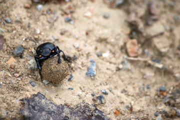 Black beetles rolling a ball of soil in the garden.