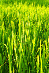 Rice field in bright green color, rice is blooming