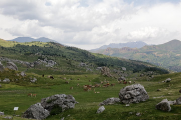 Fototapeta na wymiar A cows herd in the mountains along the green path to the Piedrafita de Jaca lake in the aragonese Pyrenees mountains