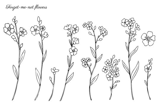 Forget-me-not flowers vector illustration isolated on white background, ink sketch, decorative herbal doodle, line art style for design medicine, wedding invitation, greeting card, floral cosmetics