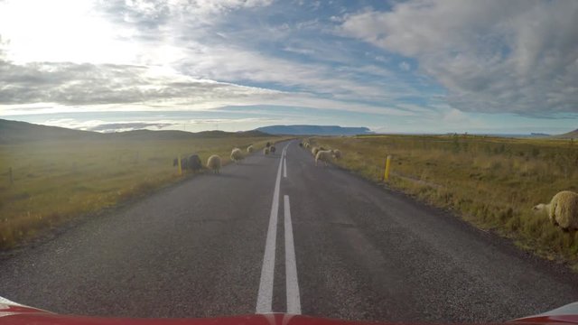 Sheep on the road blocking traffic during the Rettir roundup, Iceland.mov