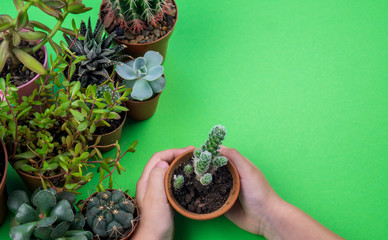 Pot with cactus on a green background