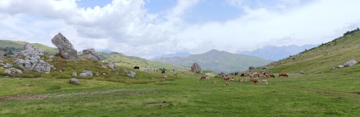 Fototapeta na wymiar A cows herd in the mountains along the green path to the Piedrafita de Jaca lake in the aragonese Pyrenees mountains