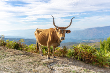 Cow in wild