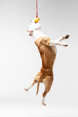 Adorable red dog jumps at white background