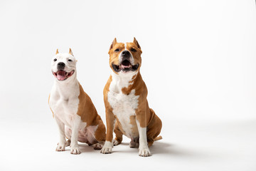 Adorable red and white dogs sits at white background