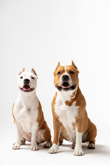 Adorable red and white dogs sits at white background