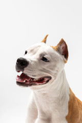 Adorable red dog sits at white background