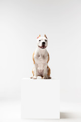 Obraz premium Adorable red dog sits at white background