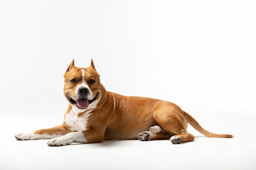 Adorable red and white dog downs at white background