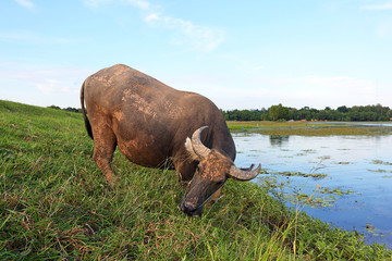 Fototapeta na wymiar Asian buffalo eating grass in the reservoir, southeast of Thailand