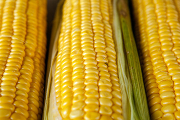 fresh fruits of maize corncob on the table