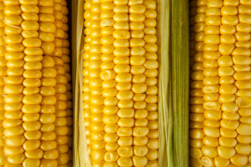 fresh fruits of maize corncob on the table