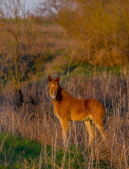 The foal is free. Horses graze in a meadow. The Volga River Delta.