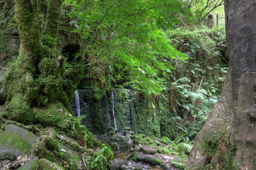 The a big tree next to a moss covered old abandoned stone mill in the luxuriant thick Fragas del Eume forest, next to the Eume river, in Galicia, Spain
