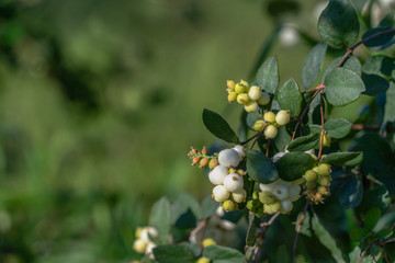 Snowberry - Symphoricarpos White berries and Leaves