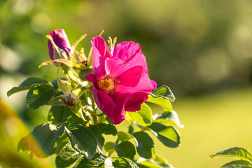 The flower of the dog rose.