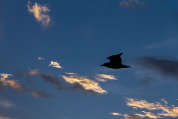 青空に海鳥