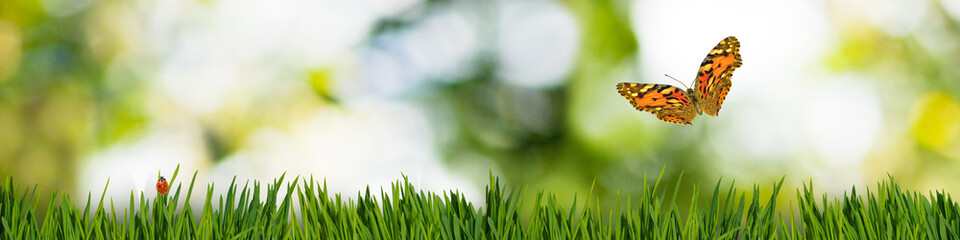 image of butterfly in the garden