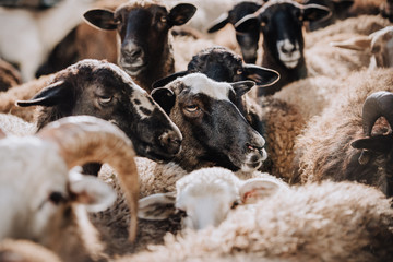 selective focus of herd of brown sheep grazing in corral at farm