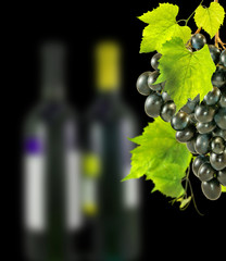 isolated image of  grapevine