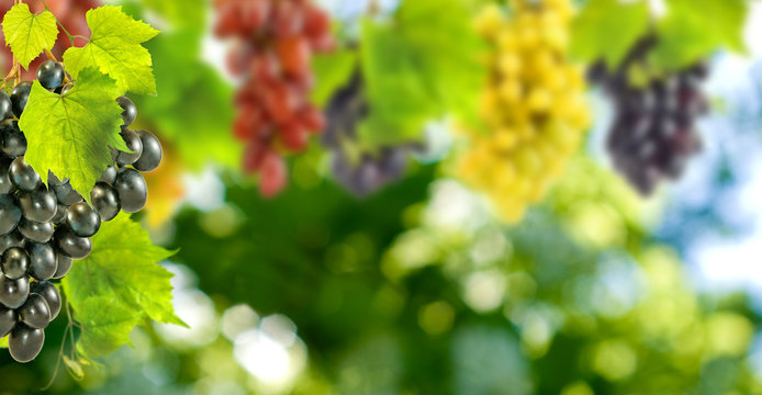 grapes in the garden close-up