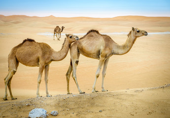 Wilde kamelen in de woestijn