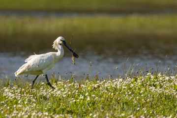 Spatule blanche (Platalea leucorodia - Eurasian Spoonbill)