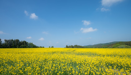 Obraz premium landscape with big rapeseed field and blue sky