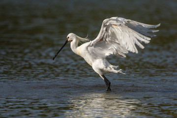Spatule blanche (Platalea leucorodia - Eurasian Spoonbill) - Toilette et bain.