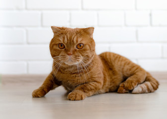 big beautiful cat look wary hunts and defends looks big eyes and rests