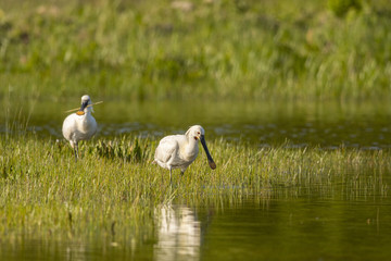 Spatule blanche (Platalea leucorodia - Eurasian Spoonbill)