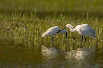 Spatule blanche (Platalea leucorodia - Eurasian Spoonbill) - Grooming