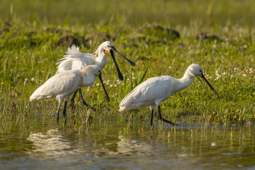 Spatule blanche (Platalea leucorodia - Eurasian Spoonbill)