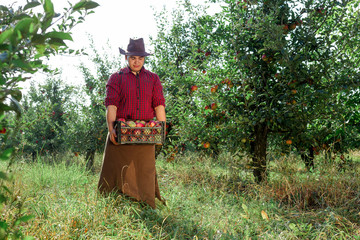 man garden collect ripe apples hat green red proprietor worker owner harvest