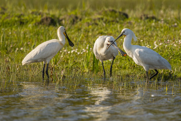 Spatule blanche (Platalea leucorodia - Eurasian Spoonbill) - Grooming