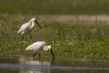 Spatule blanche (Platalea leucorodia - Eurasian Spoonbill)
