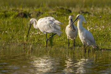 Spatule blanche (Platalea leucorodia - Eurasian Spoonbill) - Grooming