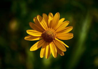 Doronicum flower