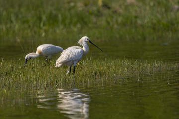 Spatule blanche (Platalea leucorodia - Eurasian Spoonbill)