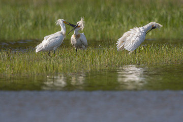 Spatule blanche (Platalea leucorodia - Eurasian Spoonbill) - Grooming