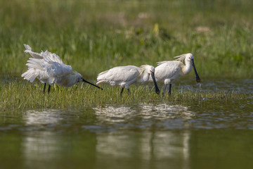 Spatule blanche (Platalea leucorodia - Eurasian Spoonbill) - Grooming