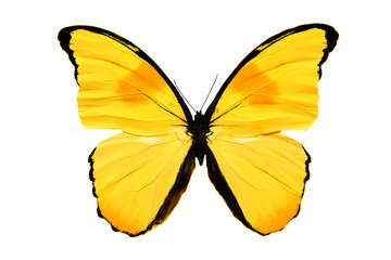 yellow butterfly isolated on white background