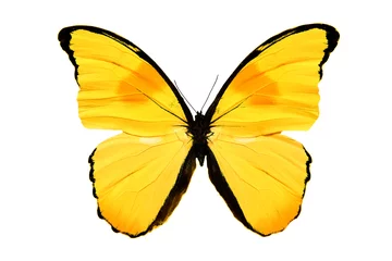 Verduisterende gordijnen Vlinder gele vlinder geïsoleerd op witte achtergrond